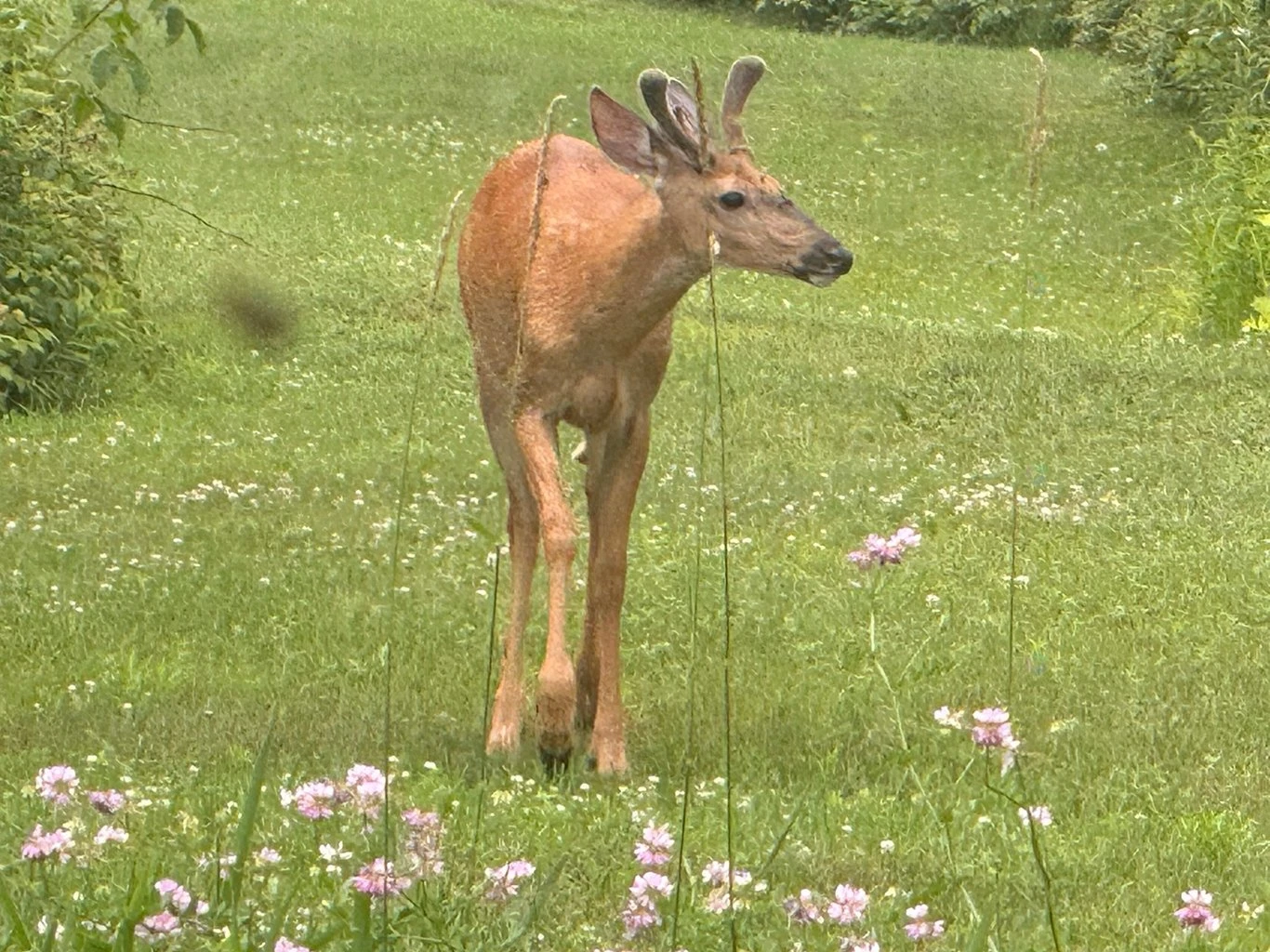 Terre/Terrain Terre/Terrain,
